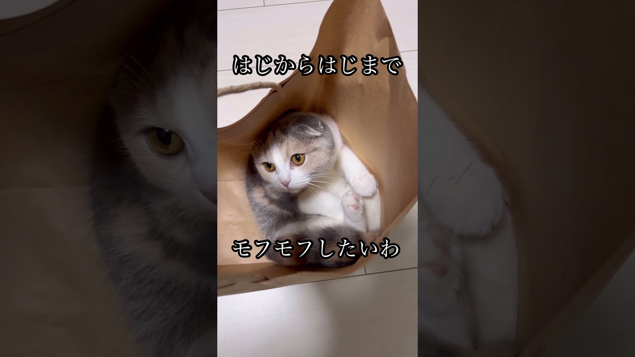 ふにゃふにゃモフモフ子猫ちゃん#youtube #shorts #かわいい #スコティッシュフォールド #スコティッシュ #癒し #cat #猫のいる暮らし #ねこ #子猫 #ねこのいる生活