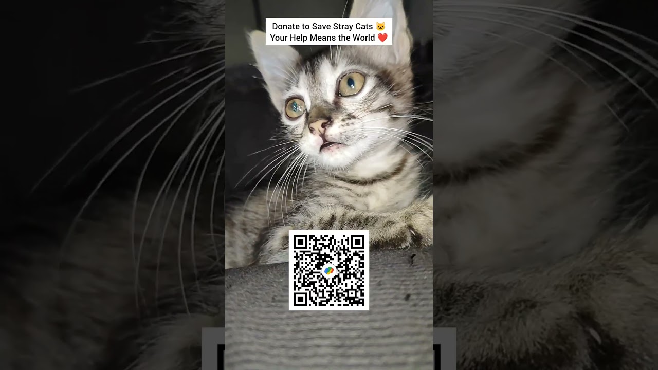 Help Save Stray Cats | Your Small Donation Can Make a Big Difference ❤️ #shorts #cat #CatVlog