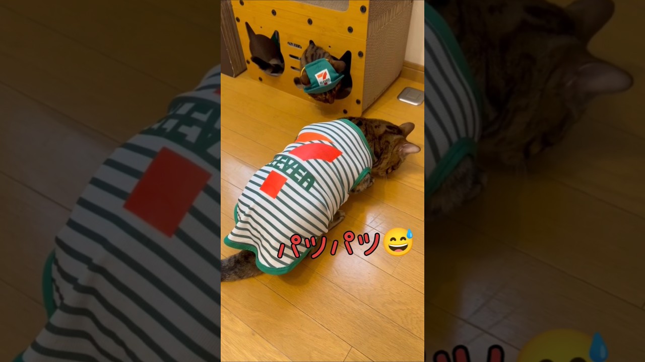 バイトしないべるい#ベンガル猫