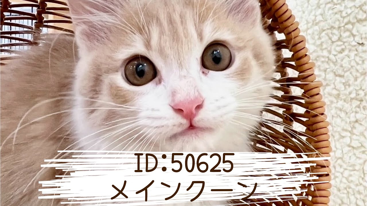 ID:50625　メインクーン♂