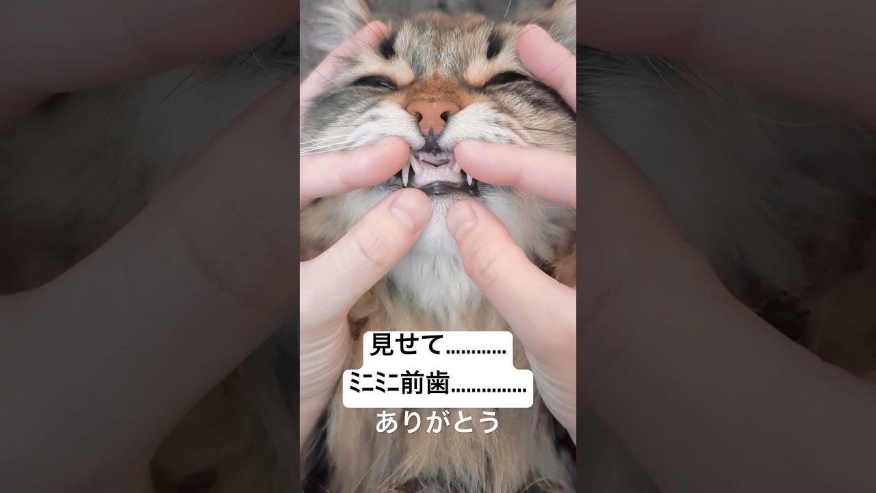ここからしか得られない栄養素がある#サイベリアン #猫 #cat #ミニミニ前歯