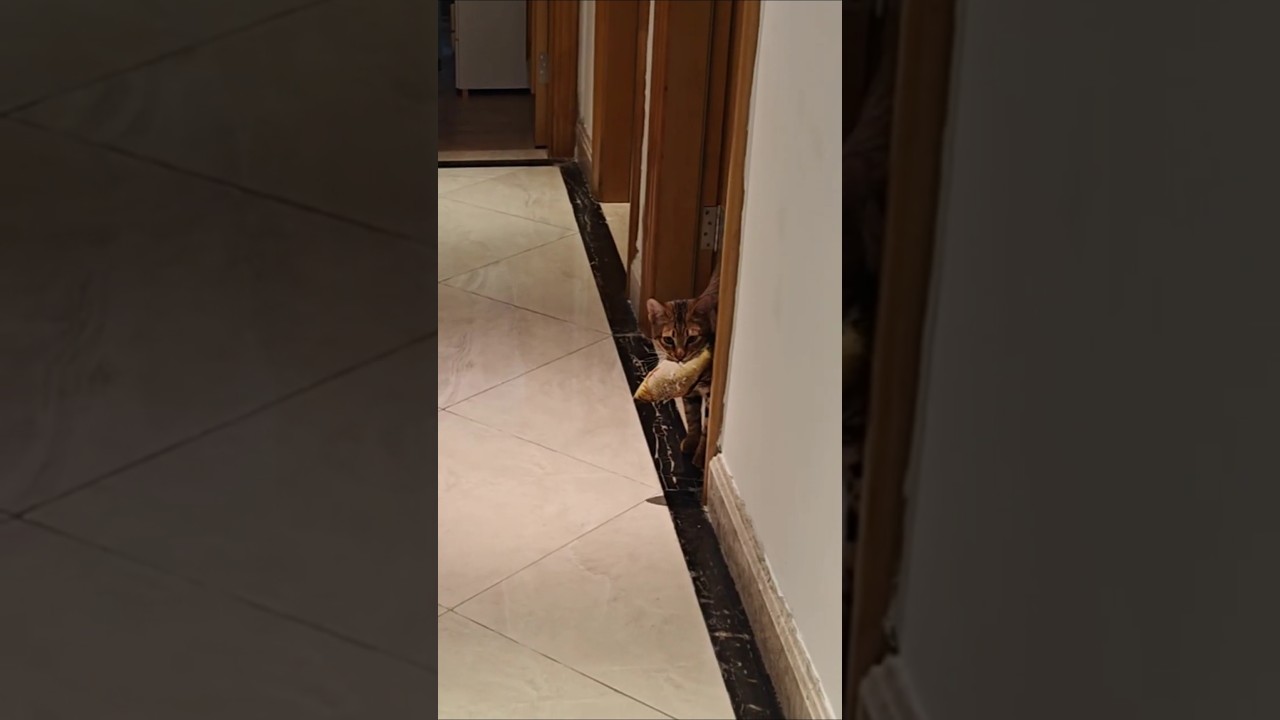走るねこかわいい｜ラグドール・トイガー