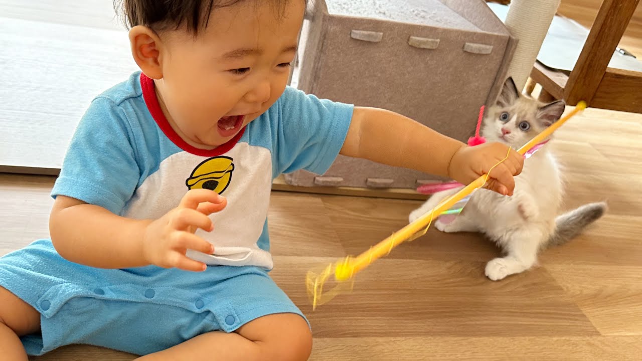 【LIVE】元気いっぱい赤ちゃんvs子猫！！