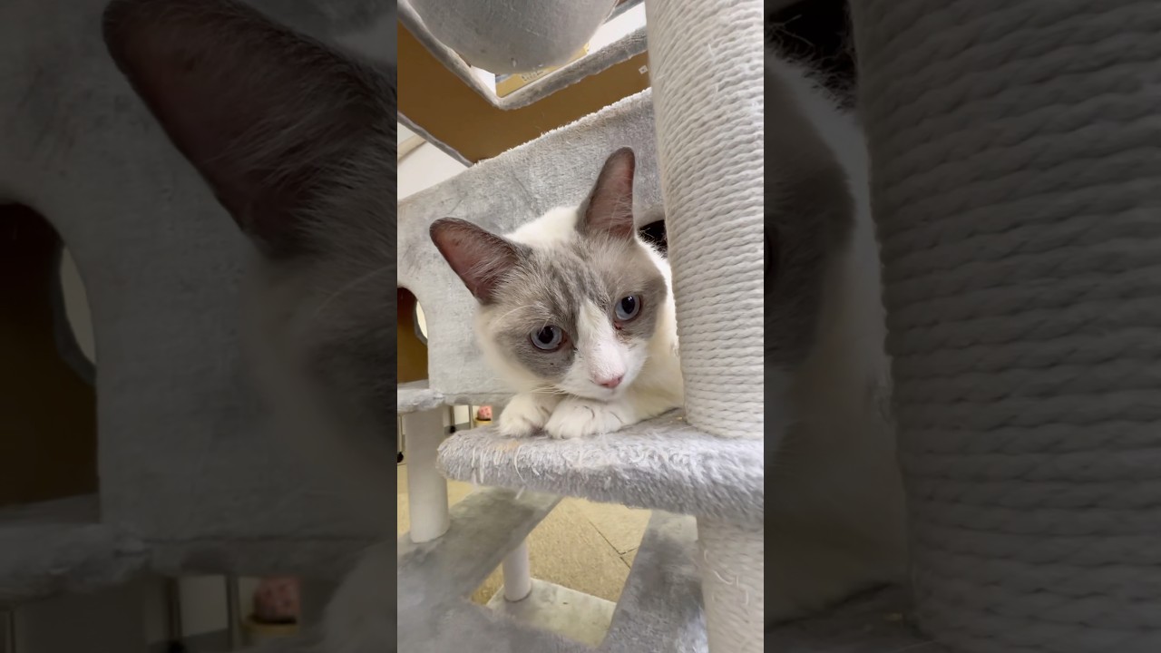 ラグドールのしおちゃん【猫専用ホテル】 #cat #shorts