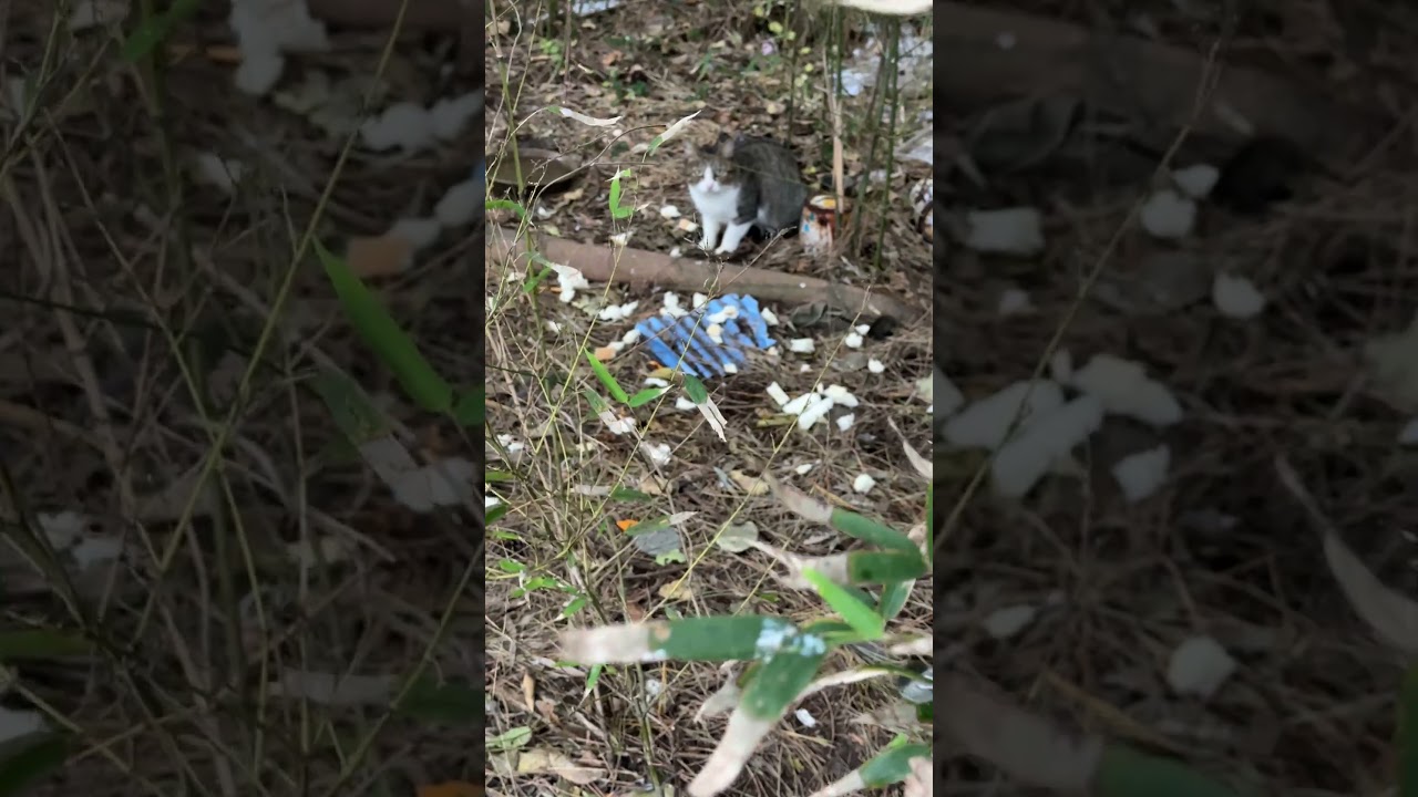 竹やぶのネコたち。黒白ハチワレ「キジシロの母ネコとシャム風の子ネコ、まだ、一緒にいるね。親離れは、もう少しかな」
