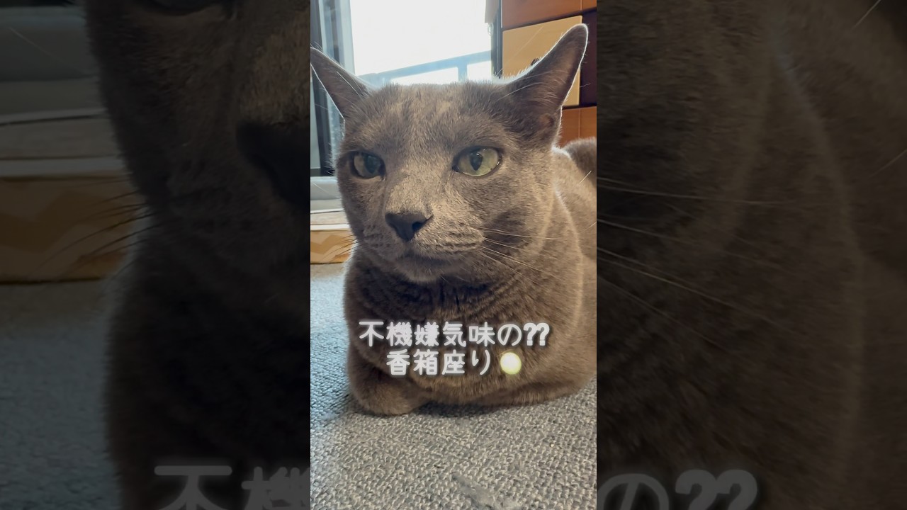 【ロシアンブルー】めろん🍈ちと不機嫌な香箱座り🫢【猫】#shorts