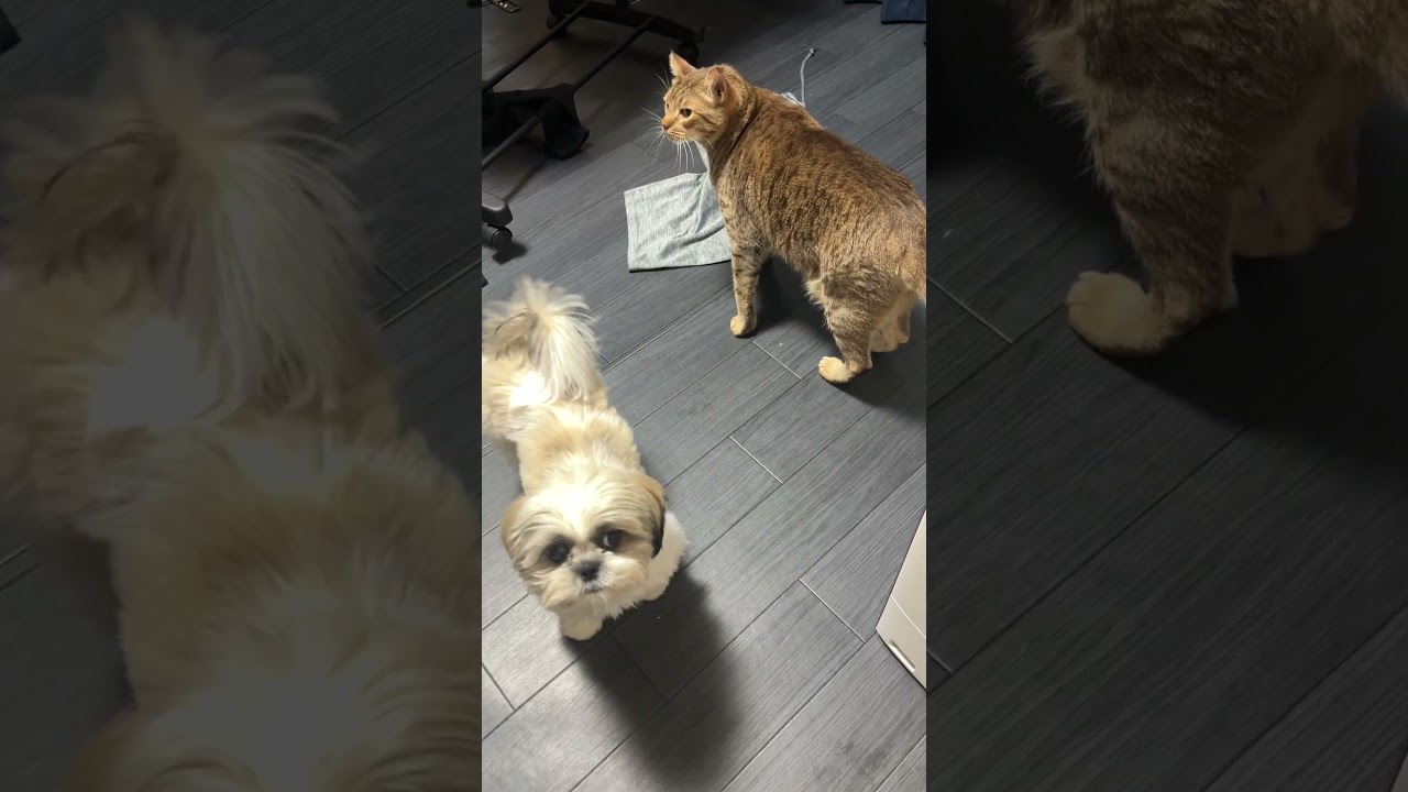 仲良し オシキャット猫とシーズー犬 Cat and Shih Tzu dog
