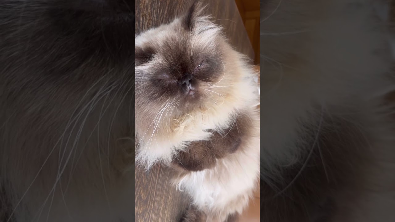 人を癒すくつろぐ猫ヒマラヤンのジョルノ#ヒマラヤン #猫