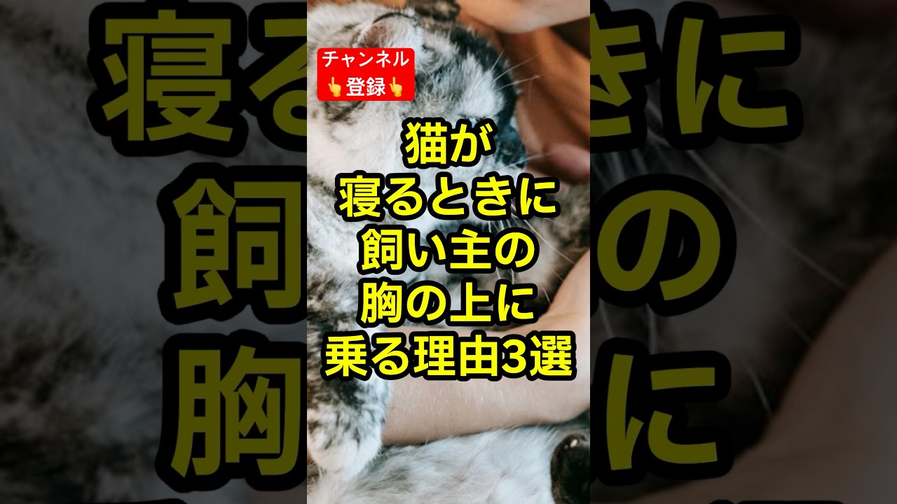 猫が寝る時に飼い主の胸の上に乗る理由3選 #shorts #雑学 #豆知識 #cat #猫 #猫好き #猫動画