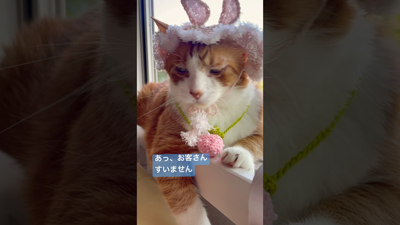 ラッキーセットの茶トラかシャムを選べますがいかが？#ねこ動画 #cat