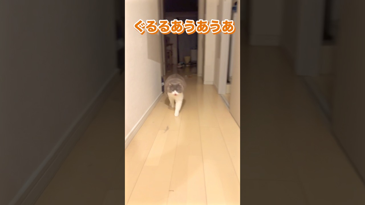 【5歳・ブリティッシュショートヘア】おかえりセンサー発動中🐾ドアの音＝すぐダッシュで来るってどういうこと？😂#猫お出迎え #猫の習性 #ブリショ