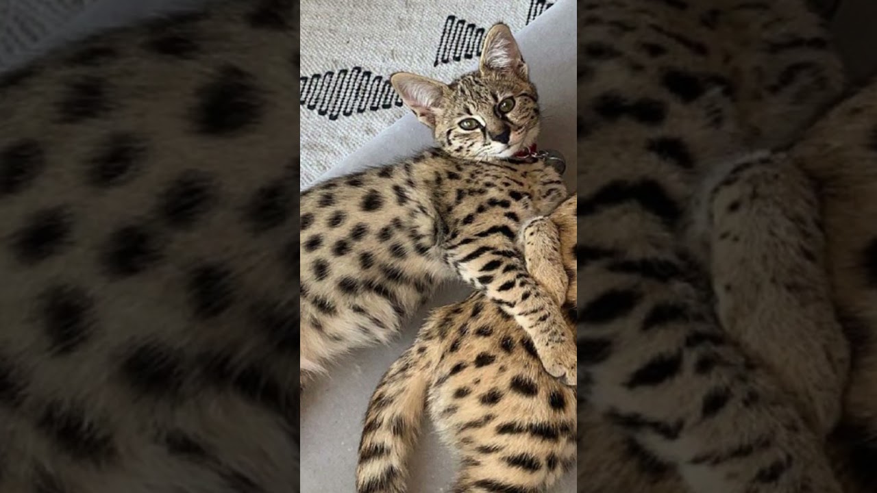 日本で飼いやすい海外原産の猫種　#サバンナ  　#猫　#猫種　#Shorts