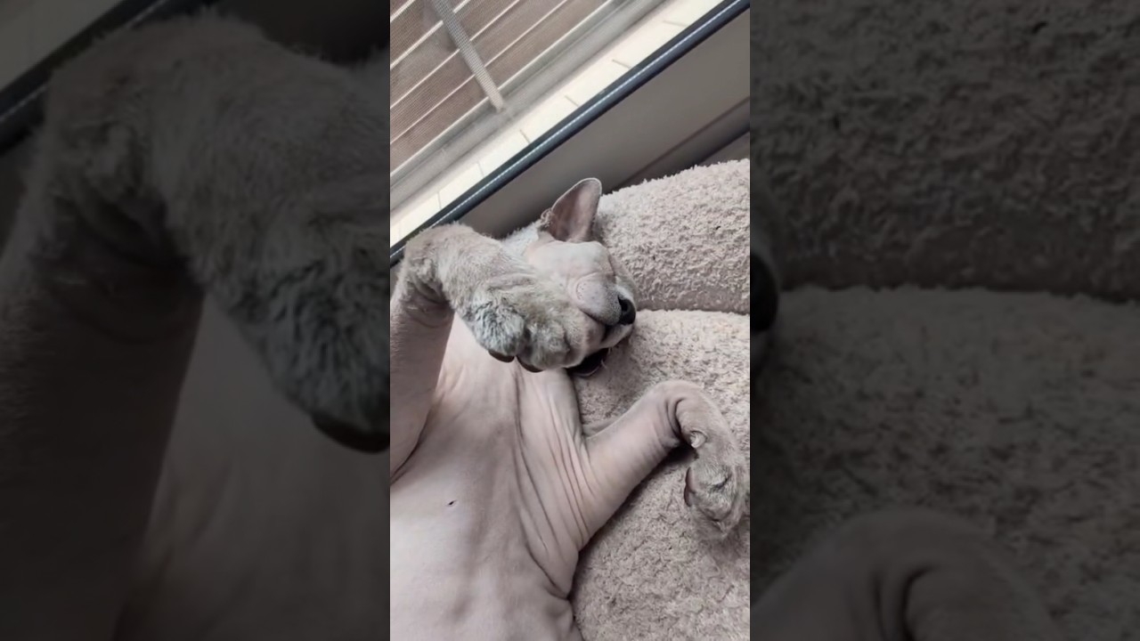 キョンシーみたいに眠る毛のない猫【スフィンクス】