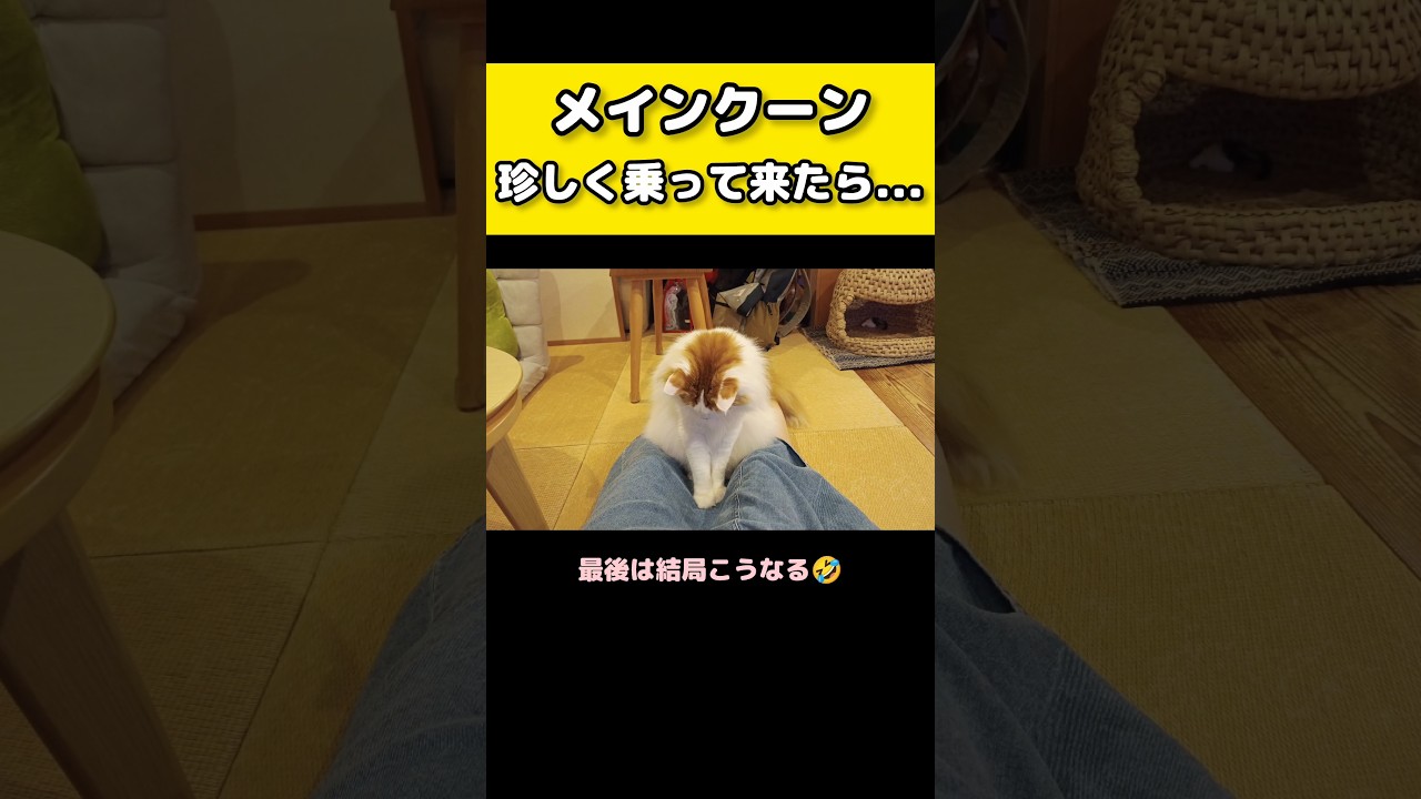 これがツンデレ猫のやり方だ #メインクーン #猫 #猫のいる暮らし#cat #mainecoon #catlover​  #catshorts​ #cute​ #cutecat​ #fyp​