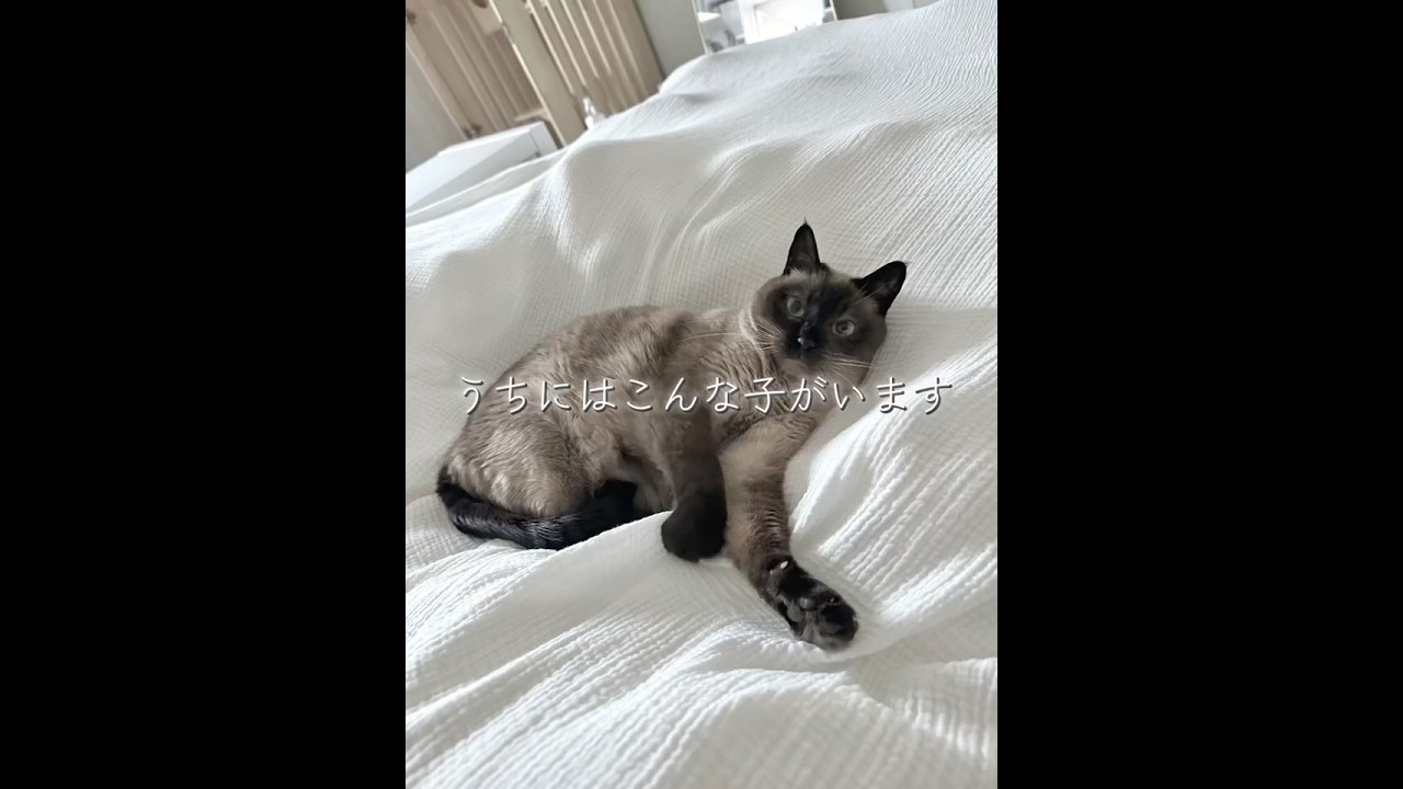 うちにはこんな子がいます。#猫 #シャムミックス #うちにはこんなのがいます