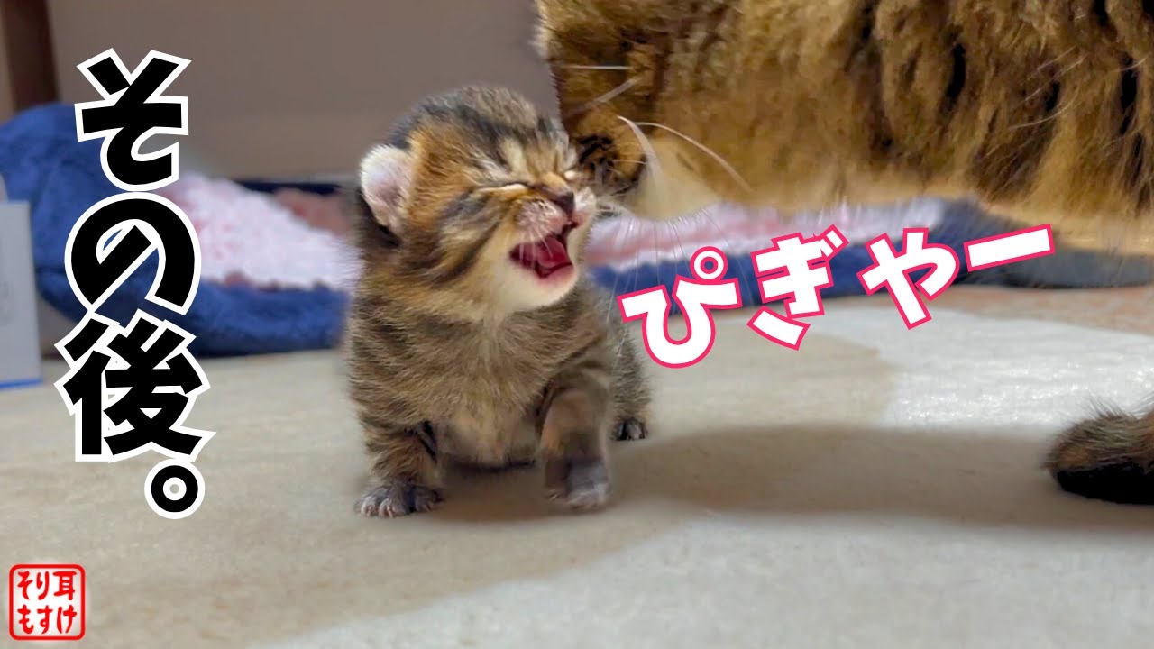 1000万再生された伝説のマザコン子猫が2年ぶりにママに甘えた姿が胸アツｗ