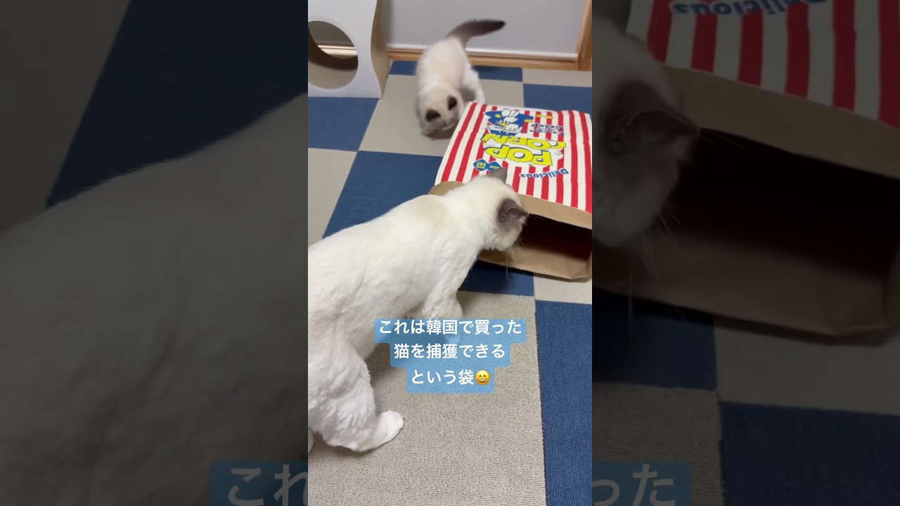 猫を捕獲できるという袋🛍️🐈#いっぺいdialy #ラグドール #猫好きさんと繋がりたい #韓国
