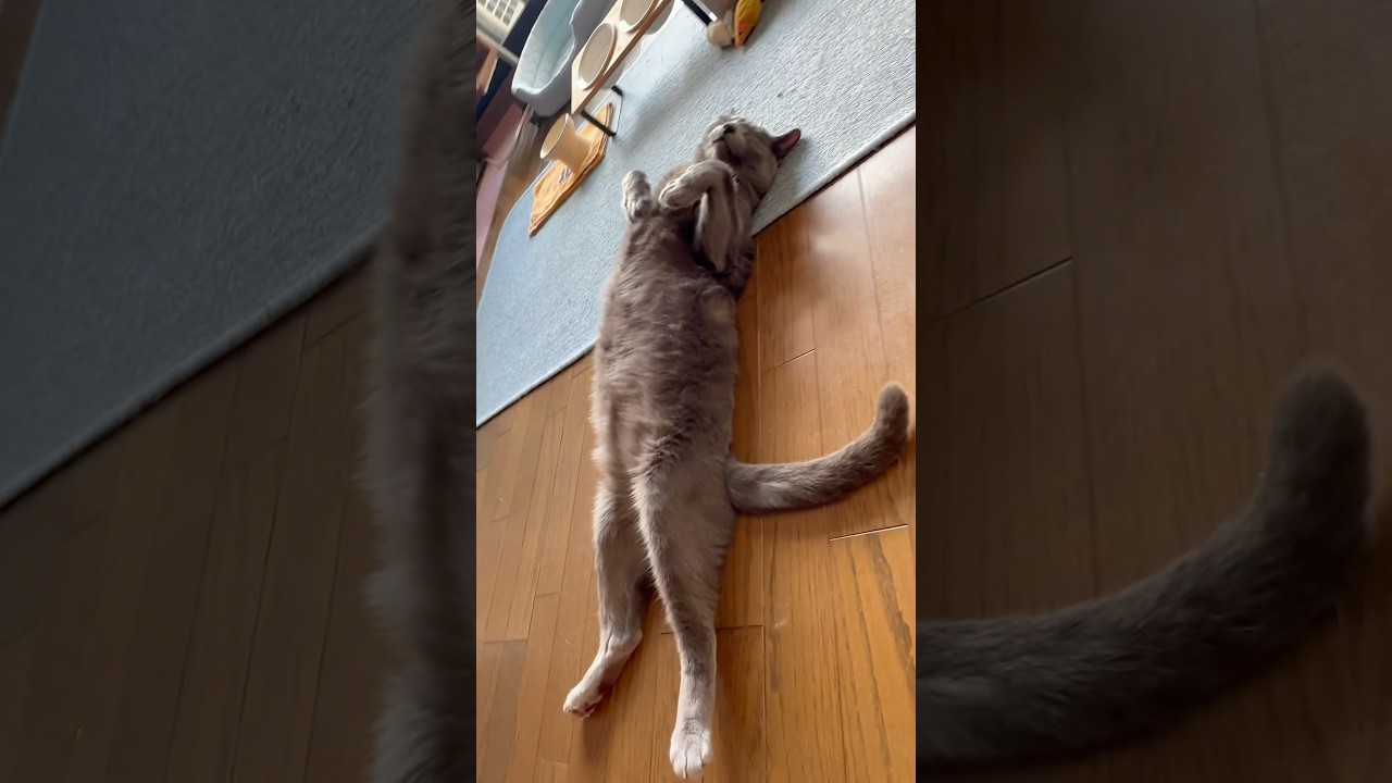 【ロシアンブルー】6月最終日です〜めろんおててが可愛いヘソ天❤️🤭【猫】#shorts