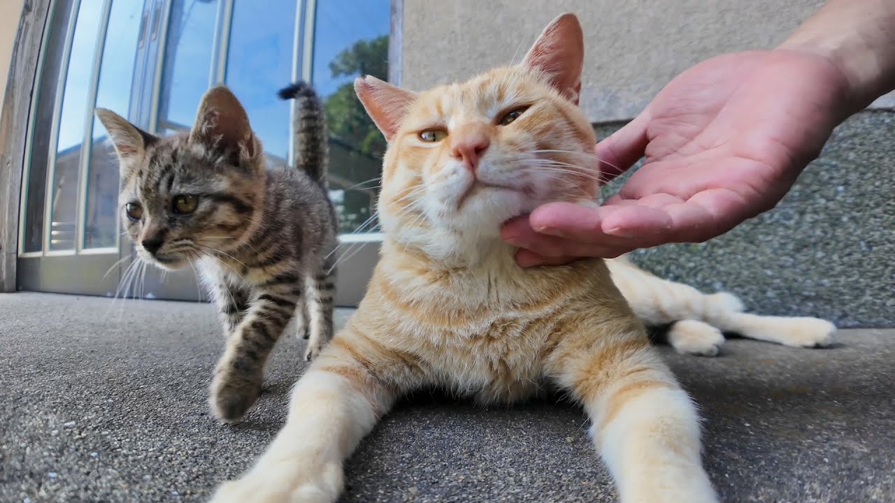 【嫉妬!?】子猫を撫でたら茶トラ猫がまさかの激おこ反応だった件🐾🔥