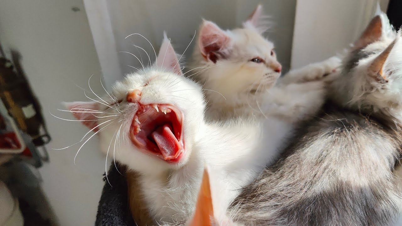 Ragdoll kittens  getting big. And more funny 🤣