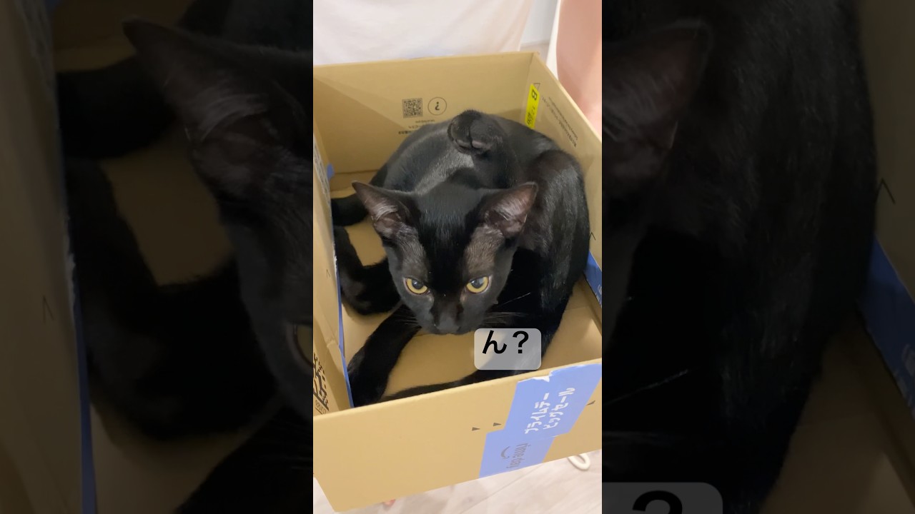 クロネコ宅急便🚚🐈‍⬛　#黒猫 #ボンベイ #cat #bombay #好きな子猫 #猫のいる暮らし #ねこ #猫 #cute #ねこのいる生活 #ねこ動画