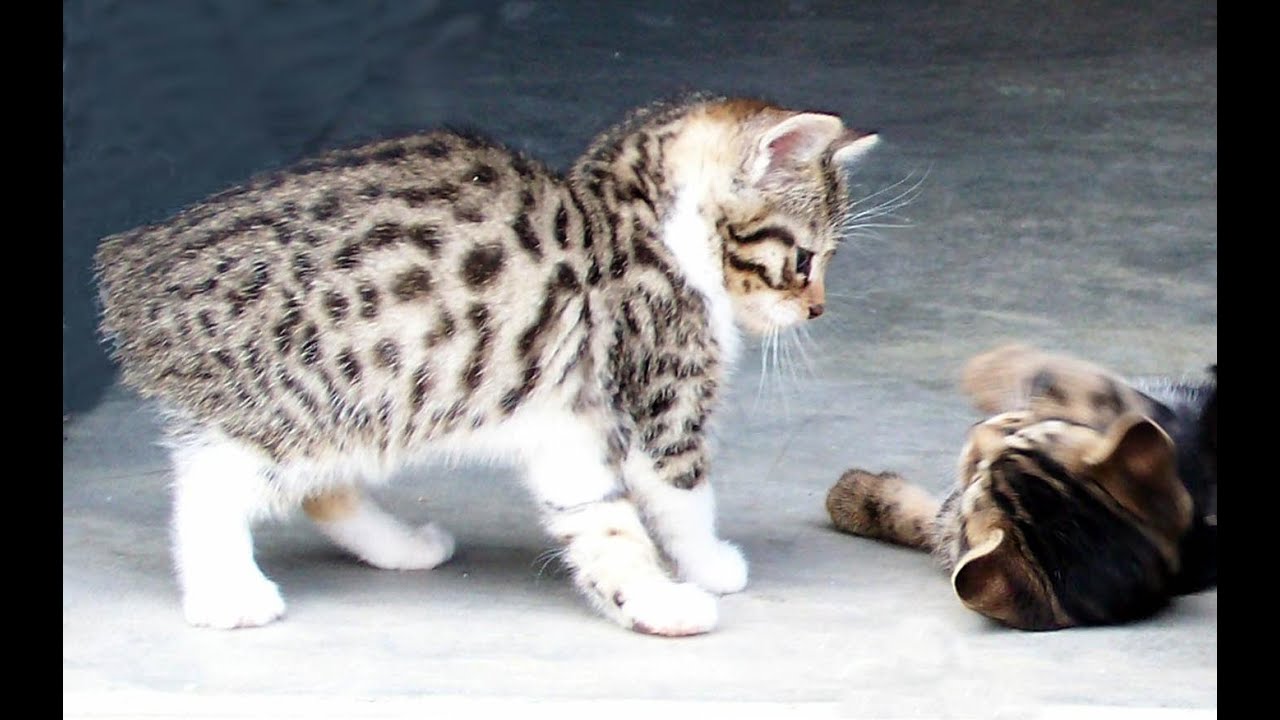 かわいい仔猫　マンクス のおもしろいお話　Funny story of cute kitten Manx