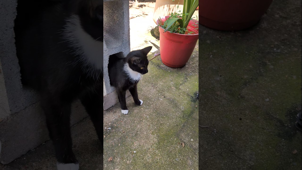 Savannah and Maisie May #cuteanimal #manx #tuxedocat