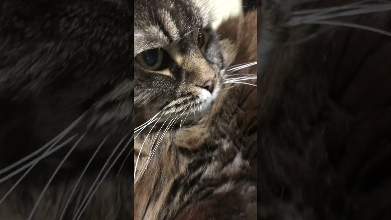 アメリカンカール#猫のいる暮らし #catvideos #南佳孝#スタンダードナンバー