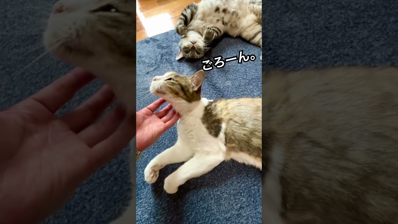 【元保護猫】嫉妬するオス猫の反応がカワイイ