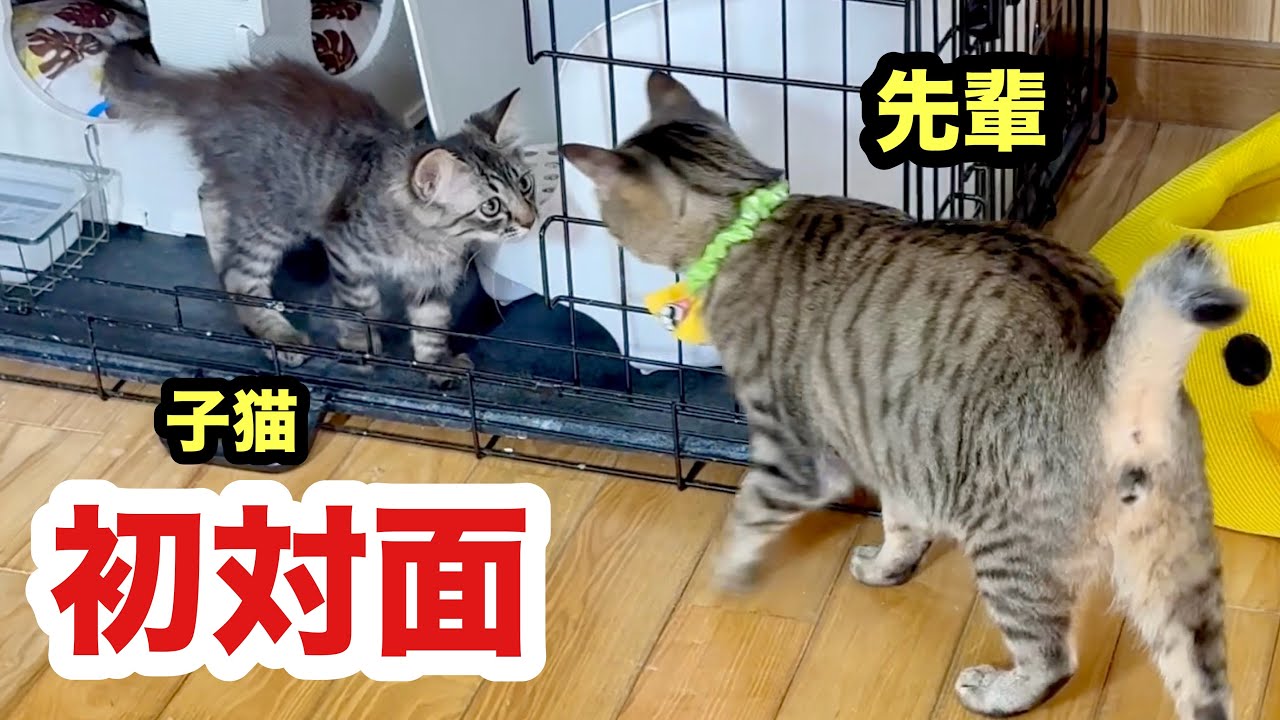 初対面の子猫と先輩猫の反応がこちらです
