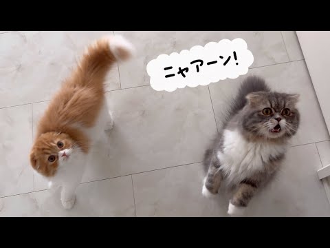かわいい鳴き声を聞きたすぎて餌やりを焦らしてみた結果、、、