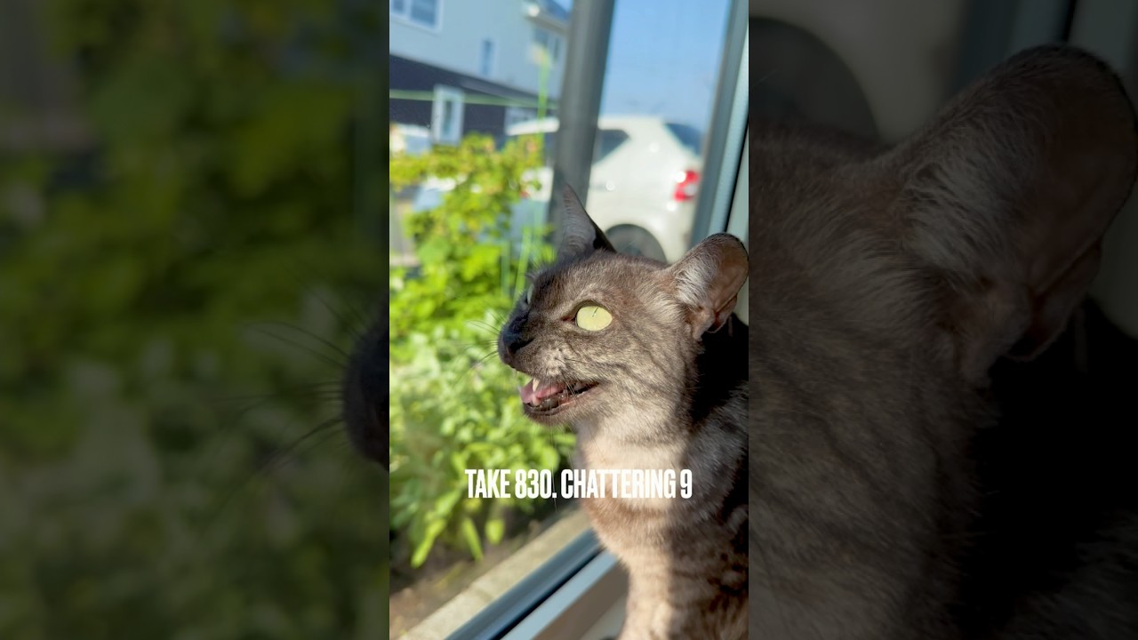 #クラッキング #chattering  #窓辺の猫 #グースベリーグリーン #gooseberrygreen #egyptianmaucat #エジプシャンマウスモーク #shorts