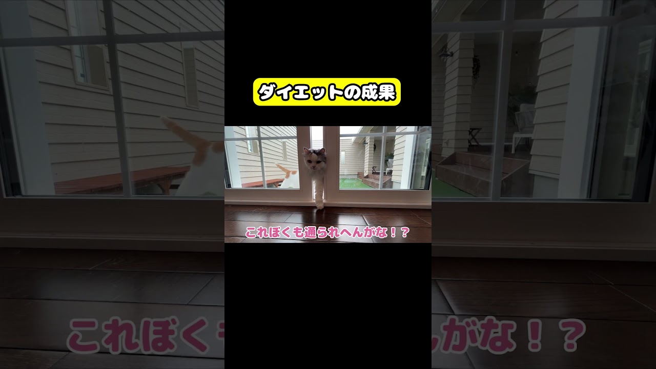 ダイエットの成果をご覧ください　#猫 #おもしろ #アテレコ #ニャンチューバーつくし