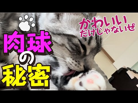 可愛いだけじゃないぜ！猫の肉球の役割！