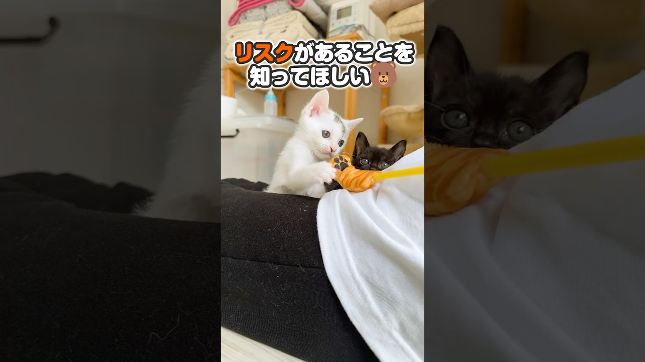 子猫の朝はすごく激しい　ミルクの消費がスゴイ！【保護猫生活】