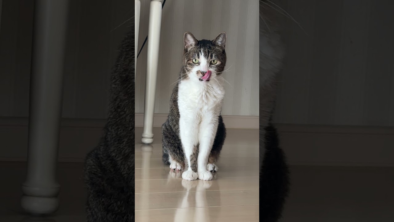 19歳老猫お腹いっぱいになってお昼寝したけど… #cat #元野良猫 #保護猫 #腎不全#高齢#猫なのにぽち#白目 #猫のいる暮らし