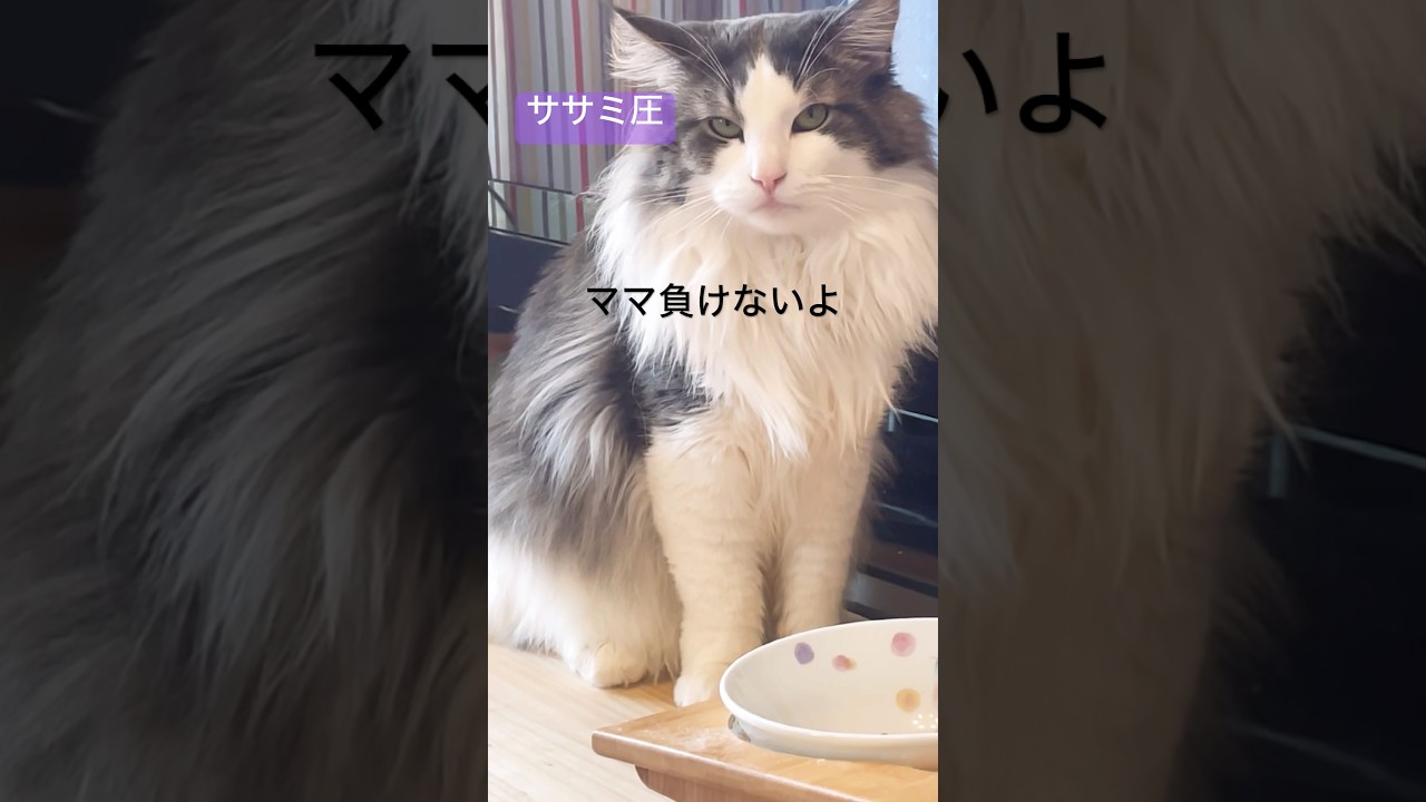 ササミ圧#ノルウェージャンフォレストキャット #猫のいる暮らし #猫ごはん #猫のおやつ