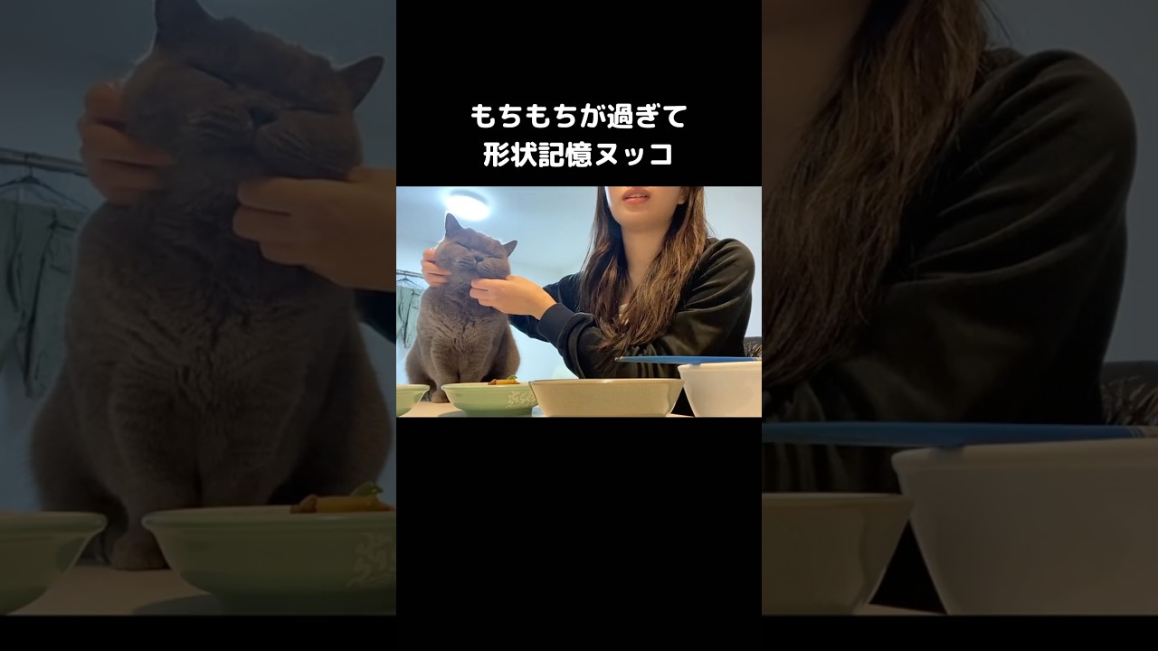 感触としてはお母さんの二の腕に近い #ブリティッシュショートヘア #黒猫 #ブリティッシュ #shorts