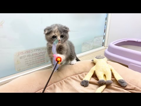スコティッシュフォールド　子猫　可愛いお顔