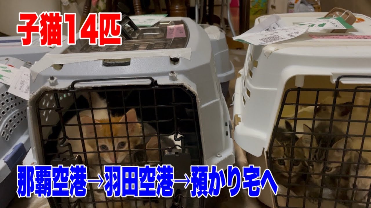 【後編】沖縄から空輸した子猫14匹を羽田で迎えて預かりさん宅へ