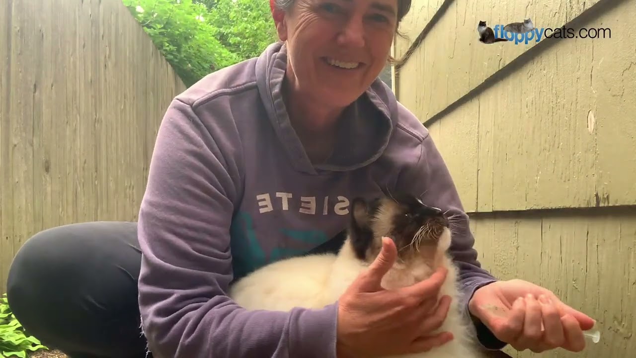 もうすぐ16歳！でもまだまだ探検中！ラグドール猫チャーリーの最新お散歩！🏞️🐈