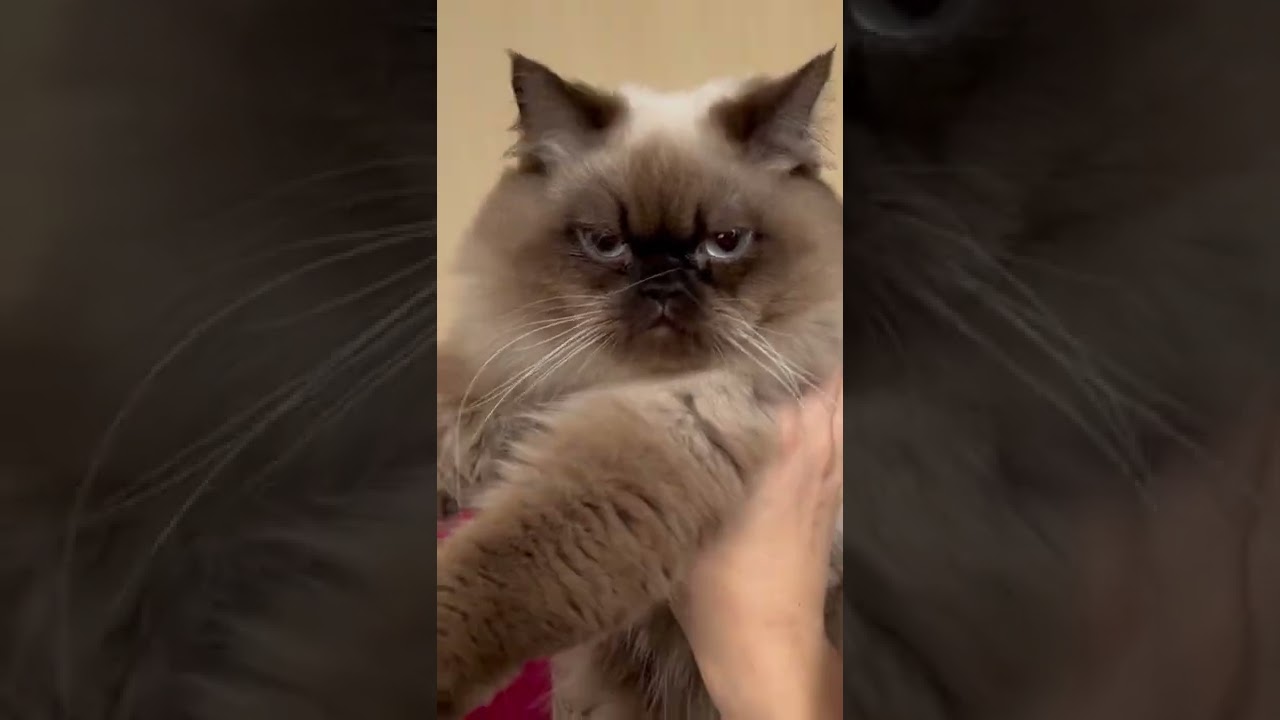 ヒマラヤンのロボットダンズが可愛すぎる