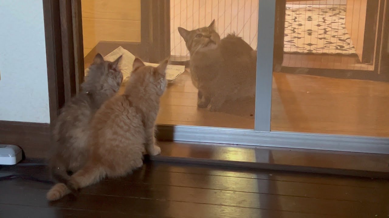 もうすぐお別れの子猫と病気と闘っている猫