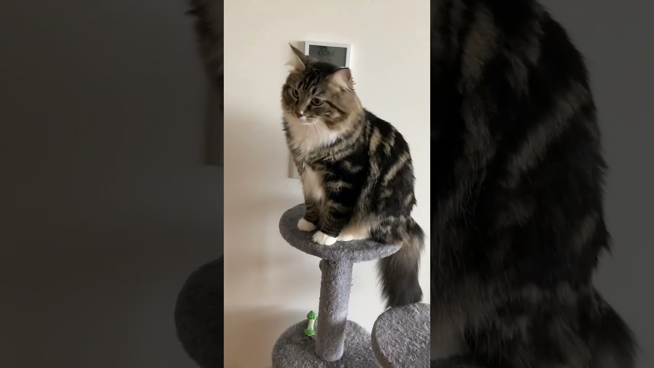 American Wirehair Cat #youtubeshorts #viral #catvideo #cutecats #catslover #catlove #wirehaircat