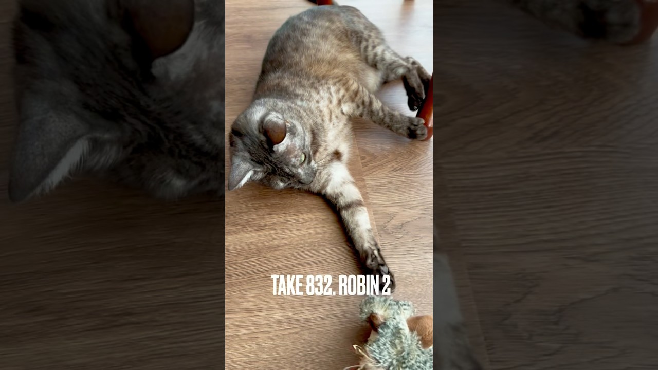 #コマドリ ちゃんと遊ぶ #robin #猫玩具 #gigwiメロディチェイサー #egyptianmaucat #エジプシャンマウ #エジプシャンマウスモーク #遊ぶ猫 #shorts