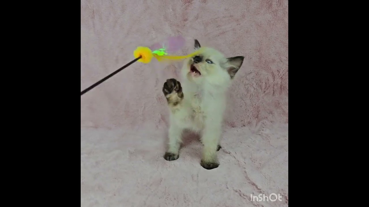 バーマン シールトーティーポイントカラーのCUTEな女の子♡