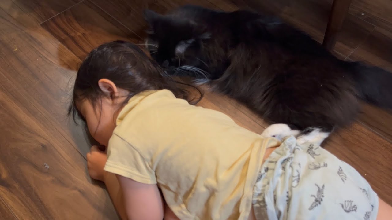 遊び疲れた幼児に添い寝する猫　ラガマフィン