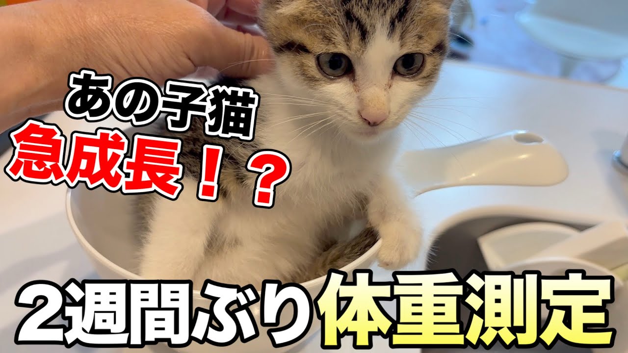 600gの保護した子猫を2週間ぶりに体重測ったら...急成長な生後1ヶ月半のつむぎちゃん