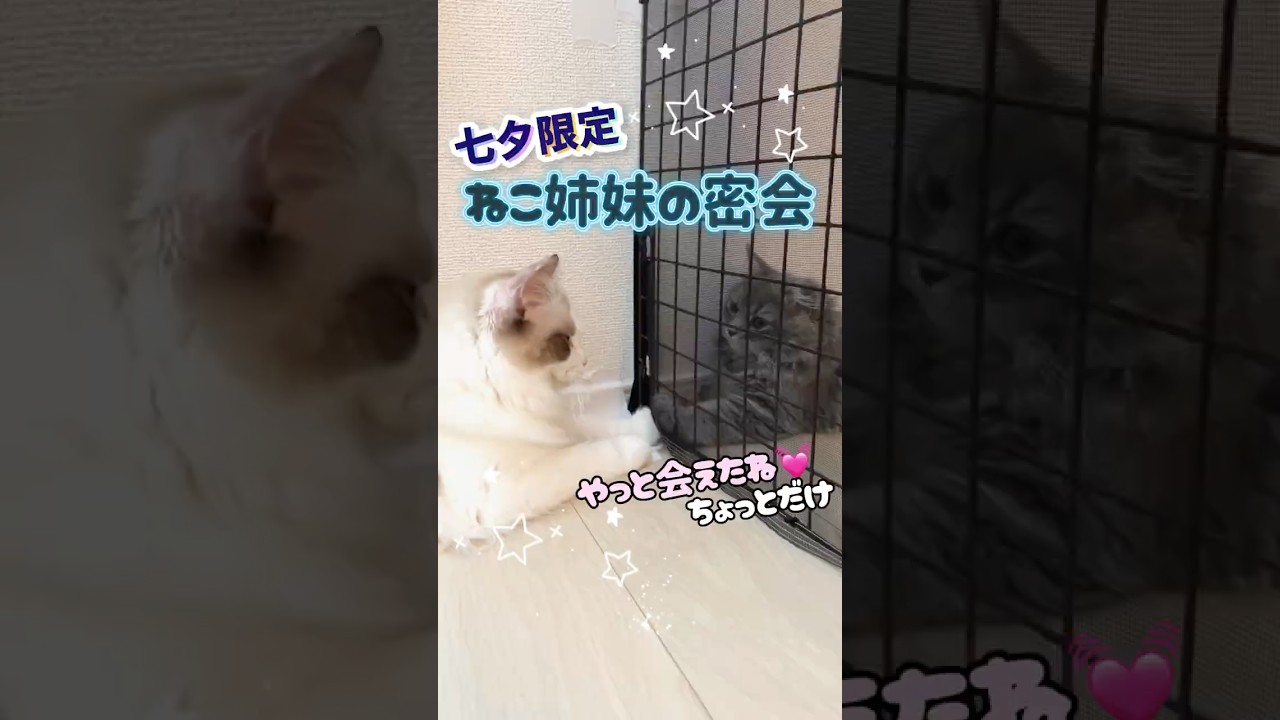 七夕の日🎋に密会する猫#猫 #子猫 #ラグドール #サイベリアン #七夕