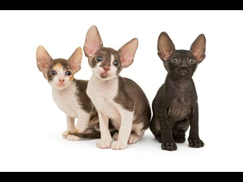 かわいい仔猫　コーニッシュレックス のおもしろいお話　Interesting story of cute kitten Cornish Rex